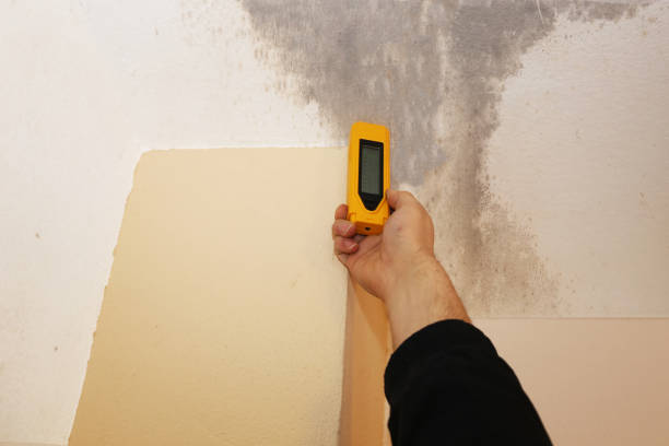 Best Emergency Mold Remediation  in Gonzales, TX