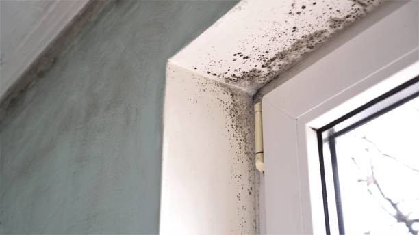 Best Air Quality Testing for Mold Spores  in Gonzales, TX