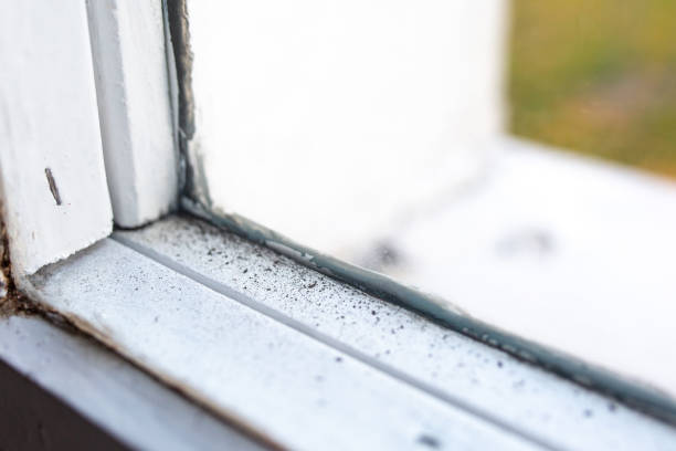 Best Airborne Mold Testing  in Gonzales, TX