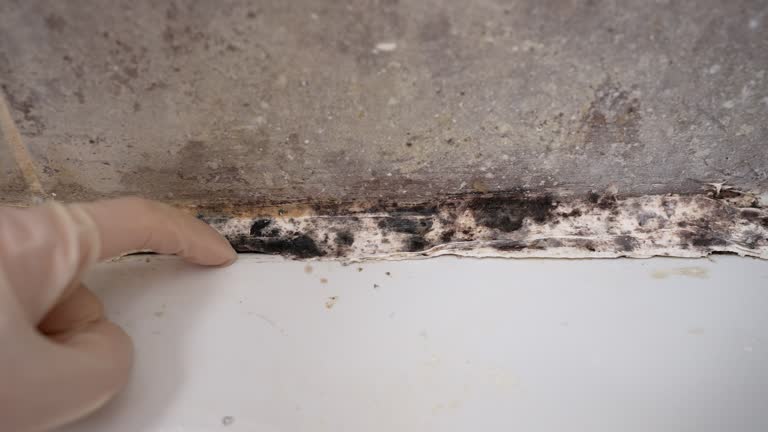  Gonzales, TX Mold Removal Pros