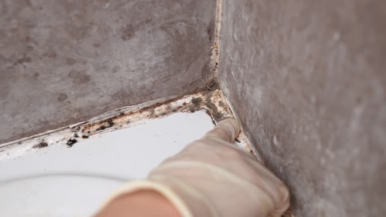 Best Mold Remediation for Healthcare Facilities  in Gonzales, TX